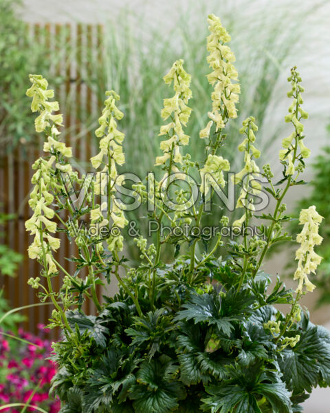 Aconitum kryvoli Moon by Luna