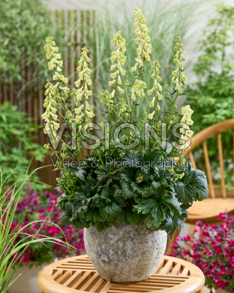Aconitum krylovii Luna Aconitum krylovii Luna