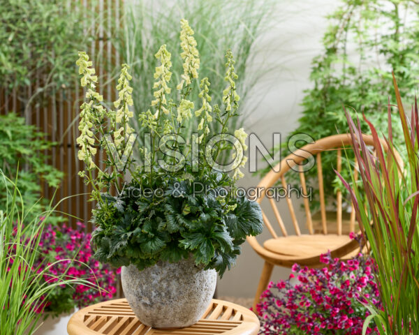 Aconitum kryvoli Moon by Luna
