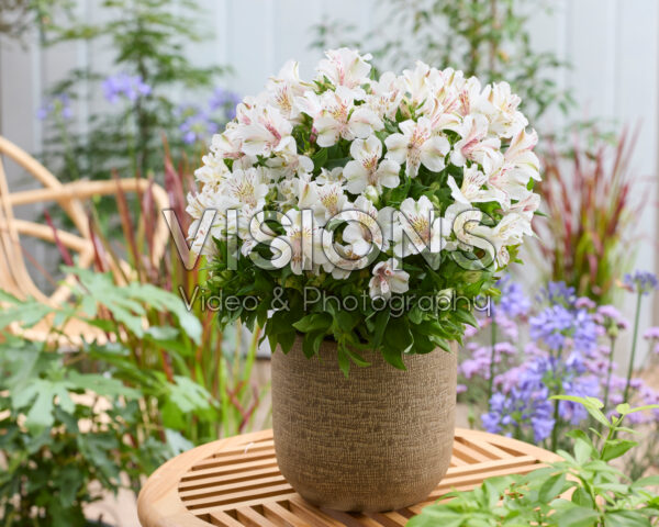 Alstroemeria White Buttons Alstroemeria White Buttons