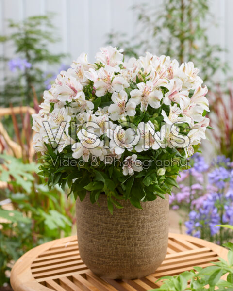 Alstroemeria White Buttons Alstroemeria White Buttons