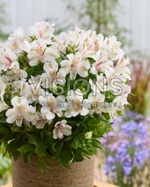 Alstroemeria White Buttons Alstroemeria White Buttons
