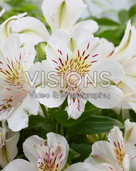 Alstroemeria White Buttons Alstroemeria White Buttons
