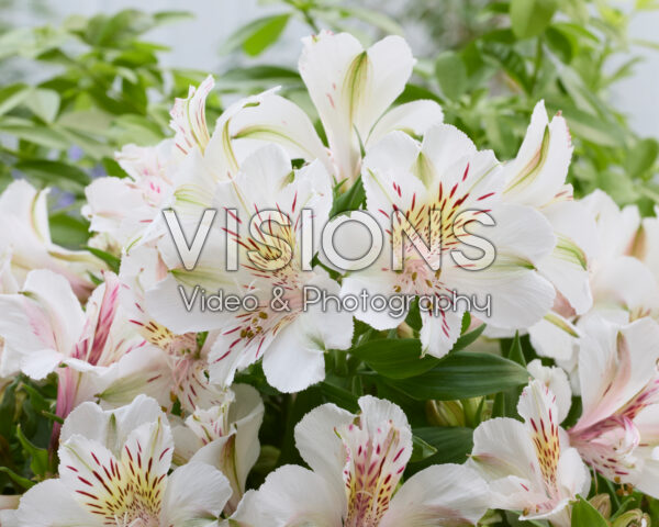 Alstroemeria White Buttons Alstroemeria White Buttons