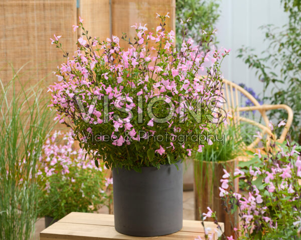 Salvia Malabar® Mighty Pink Salvia Malabar® Mighty Pink