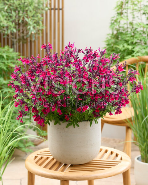 Salvia MagicalĀ® Zambezi Salvia MagicalĀ® Zambezi
