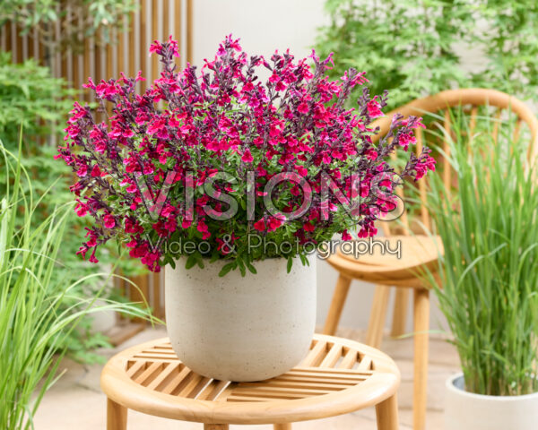 Salvia Magical® Zambesi