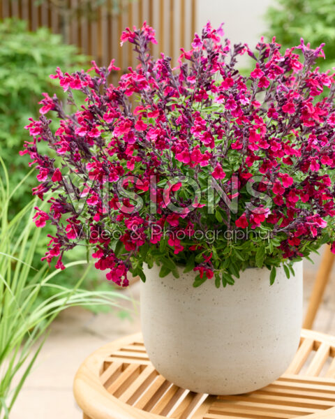 Salvia Magical® Zambesi Salvia Magical® Zambesi