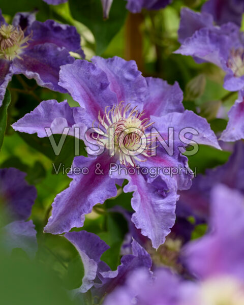 Clematis Baroness Fookes™ Clematis Baroness Fookes™