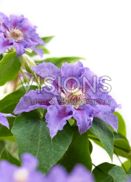 Clematis Baroness Fookes™