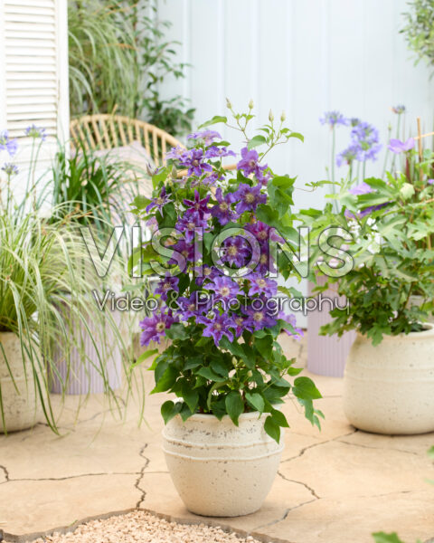 Clematis Baroness Fookes™ Clematis Baroness Fookes™