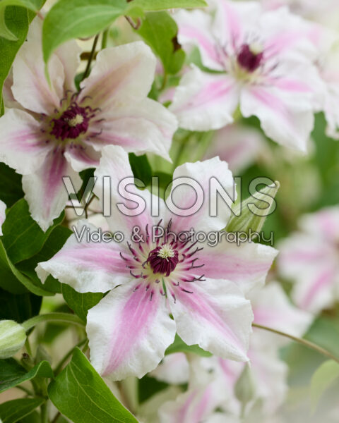Clematis Ithemba™ Clematis Ithemba™