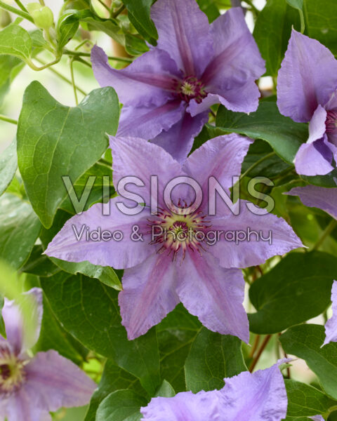 Clematis Tumaini™