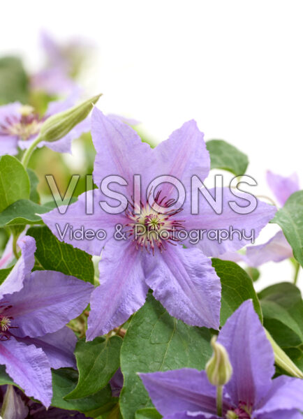 Clematis Tumaini™ Clematis Tumaini™