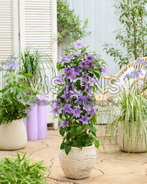 Clematis Tumaini⢠Clematis Tumainiā¢
