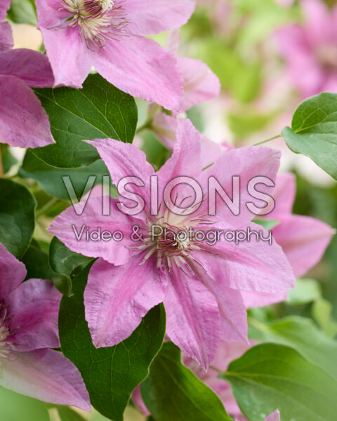Clematis Bridgewaterâ„¢ Clematis Bridgewaterâ„¢