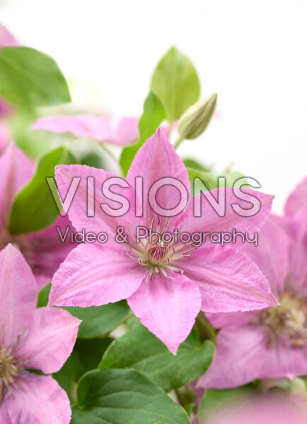 Clematis Bridgewater™ Clematis Bridgewater™