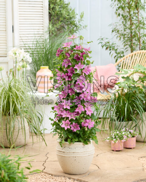 Clematis Bridgewater™ Clematis Bridgewater™