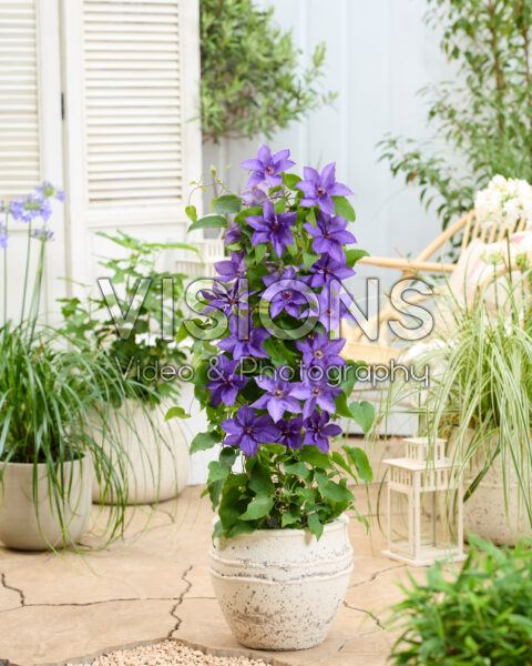 Clematis Lindsay™ Clematis Lindsay™
