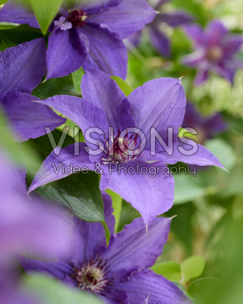 Clematis Lindsay™ Clematis Lindsay™