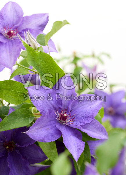 Clematis Lindsay™ Clematis Lindsay™