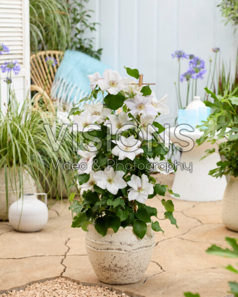 Clematis Guernsey Flute™