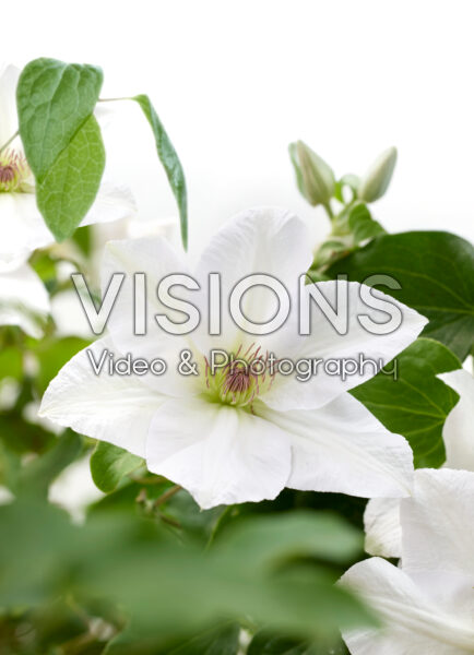 Clematis Guernsey Flute™