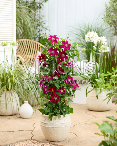 Clematis Elpis™
