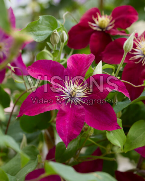 Clematis Elpis™ Clematis Elpis™