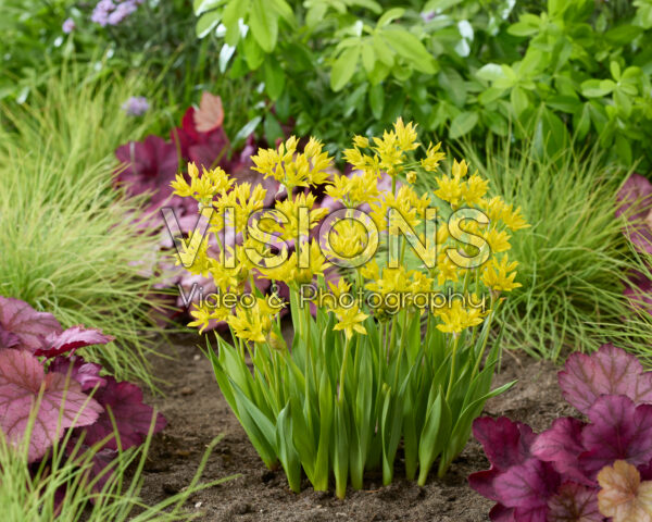 Allium moly Allium moly