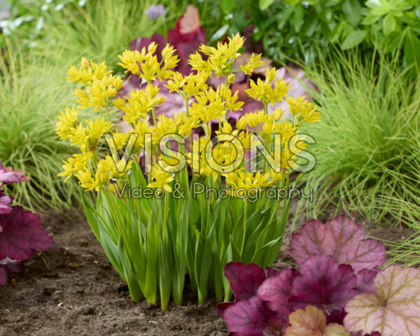 Allium moly Allium moly