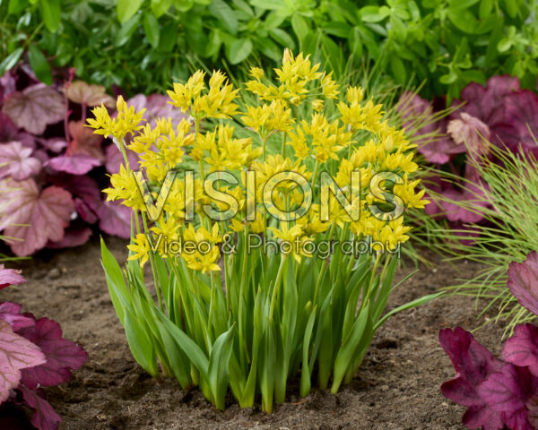 Allium moly Allium moly