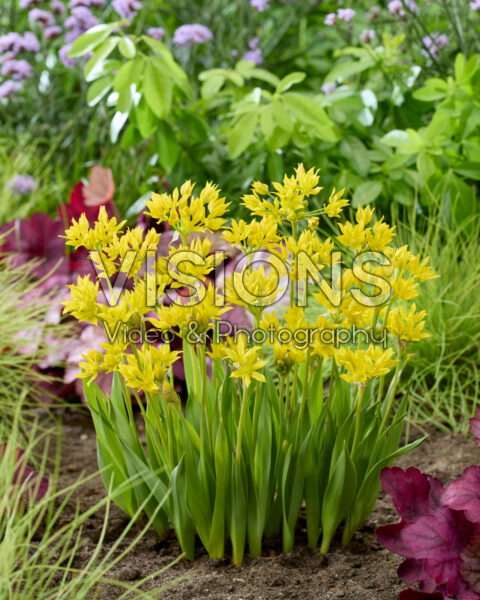 Allium moly