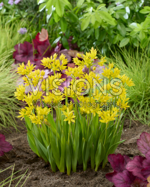 Allium moly Allium moly