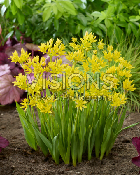 Allium moly Allium moly
