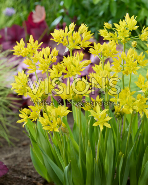 Allium moly Allium moly