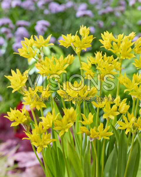 Allium moly Allium moly