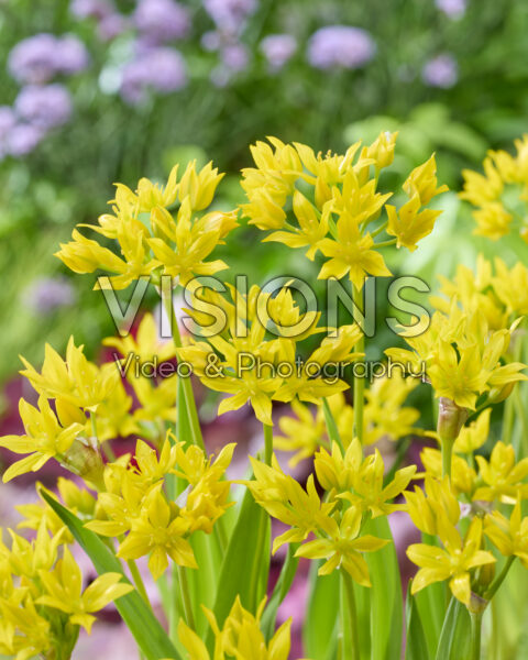 Allium moly Allium moly