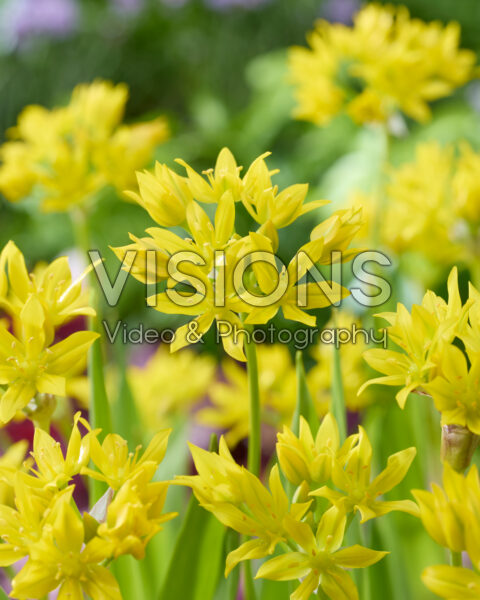 Allium moly Allium moly