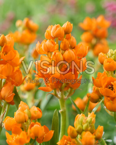 Ornithogalum dubium Ornithogalum dubium