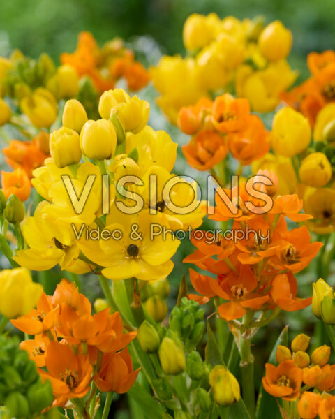 Ornithogalum dubium Ornithogalum dubium