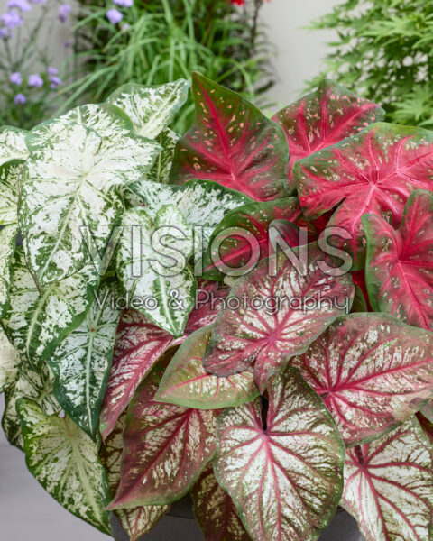 Caladium Fancy Leaf Mixed Caladium Fancy Leaf Mixed