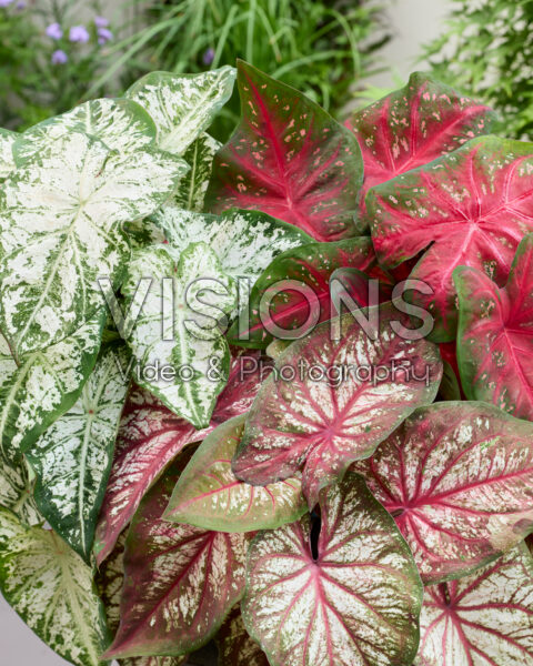 Caladium Fancy Leaf Mixed Caladium Fancy Leaf Mixed