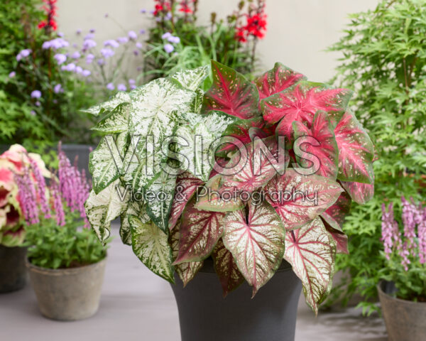 Caladium Fancy Leaf Mixed Caladium Fancy Leaf Mixed