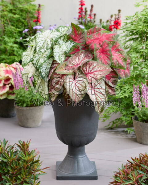 Caladium Fancy Leaf Mixed Caladium Fancy Leaf Mixed