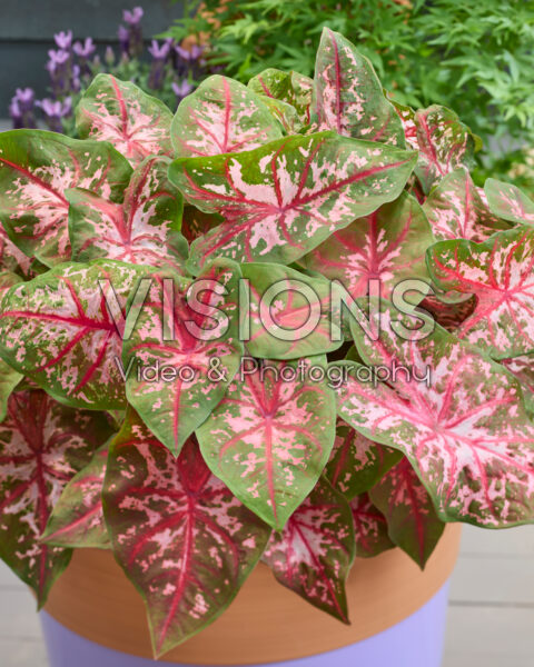 Caladium Carolyn Whorton Caladium Carolyn Whorton