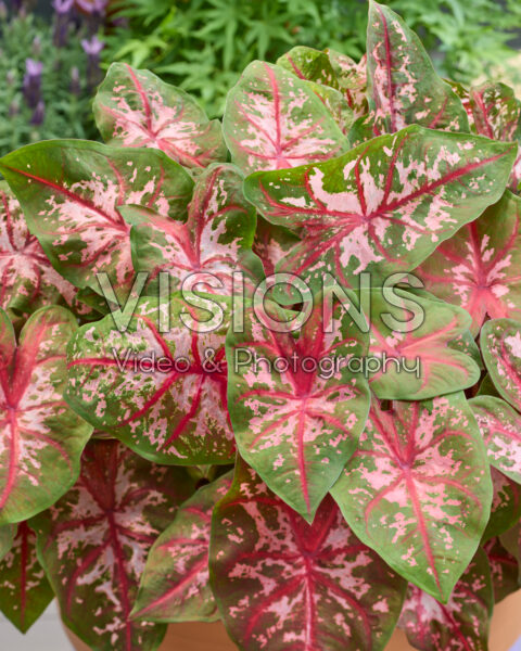 Caladium Carolyn Whorton Caladium Carolyn Whorton
