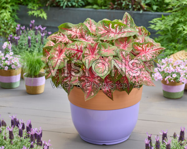 Caladium Carolyn Whorton Caladium Carolyn Whorton