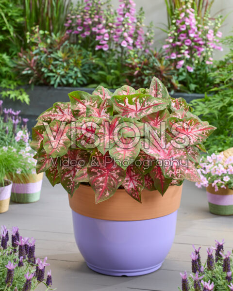 Caladium Carolyn Whorton Caladium Carolyn Whorton
