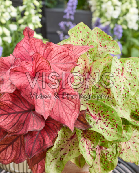 Caladium Dwarf Leaf Combination